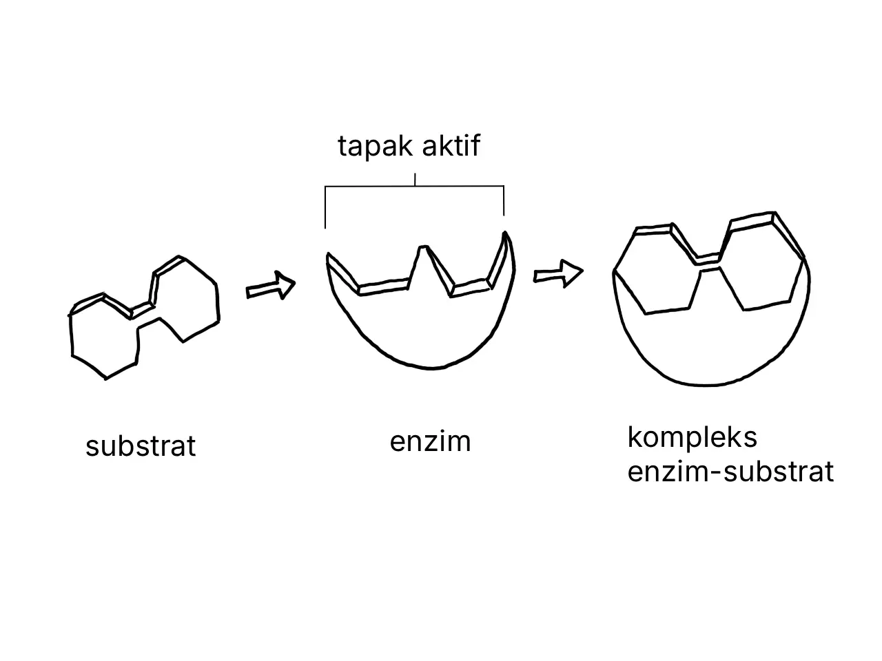 Rajah menunjukkan pembentukan kompleks enzim-substrat