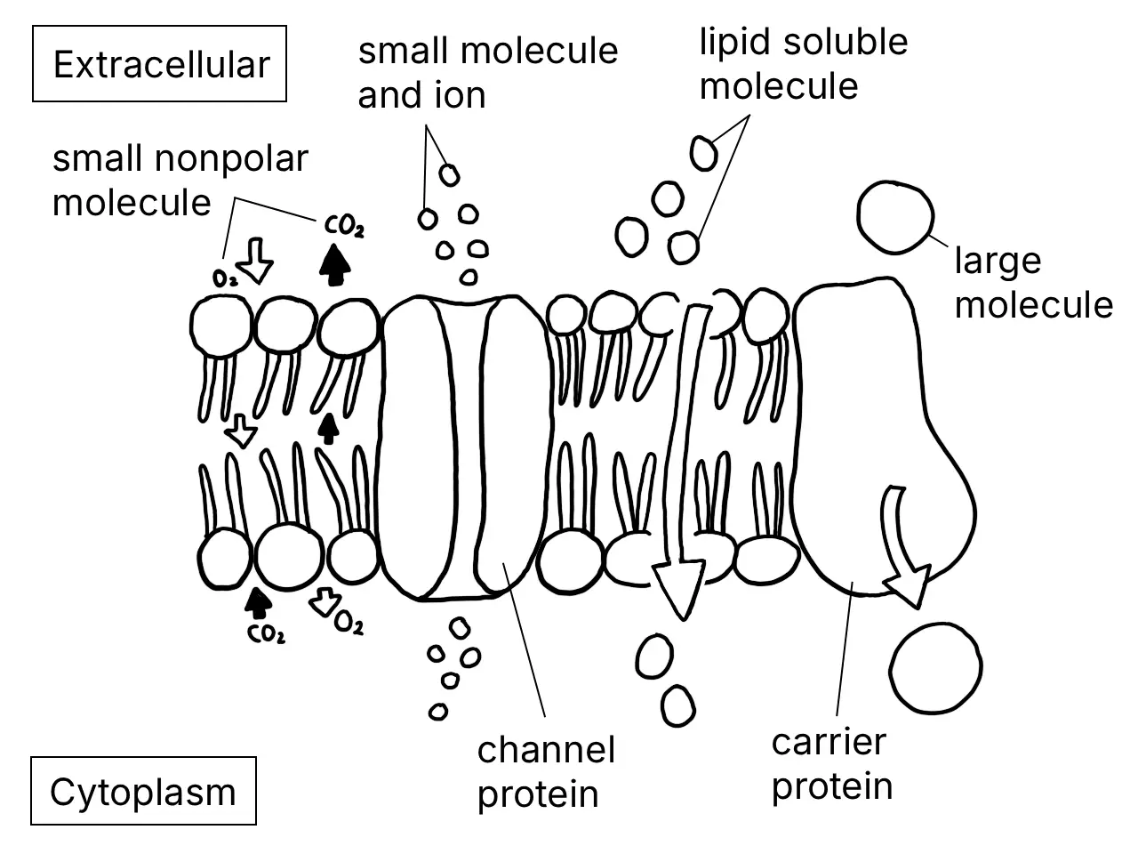 Diagram showing movement of substances across the plasma membrane