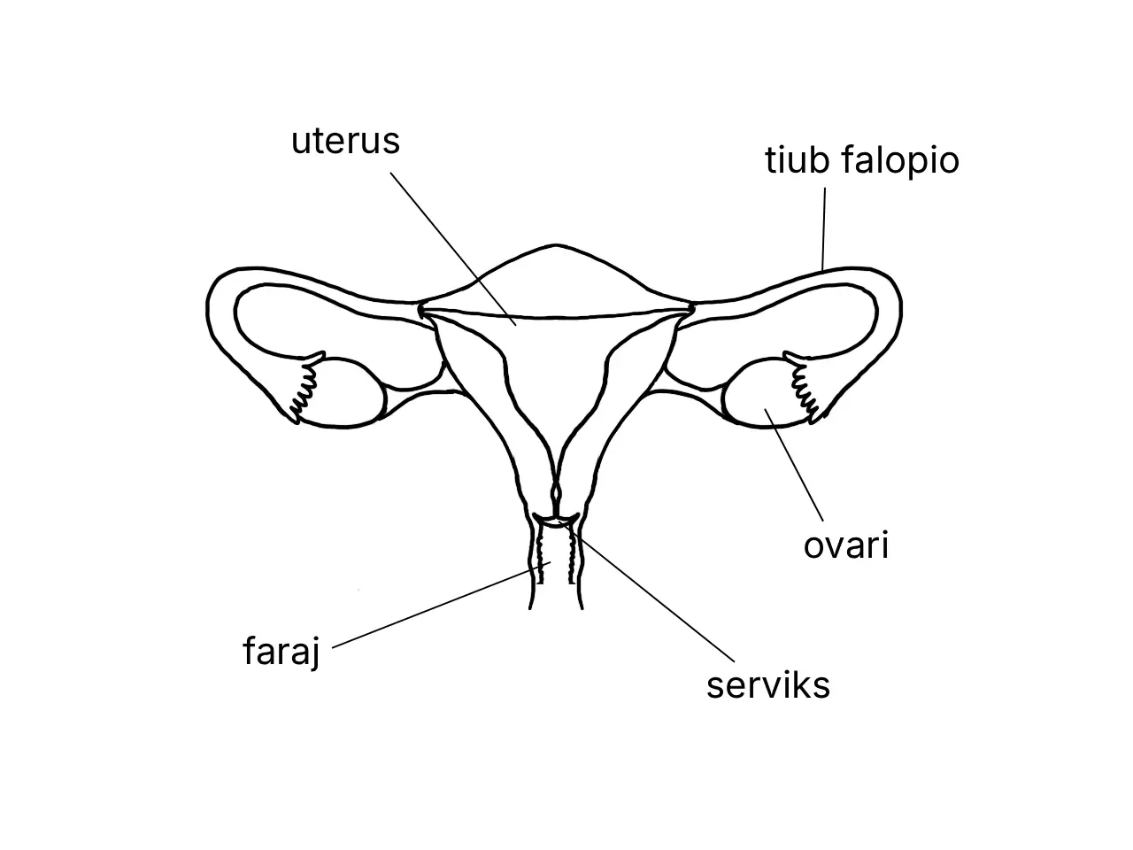 Rajah berlabel sistem pembiakan perempuan manusia