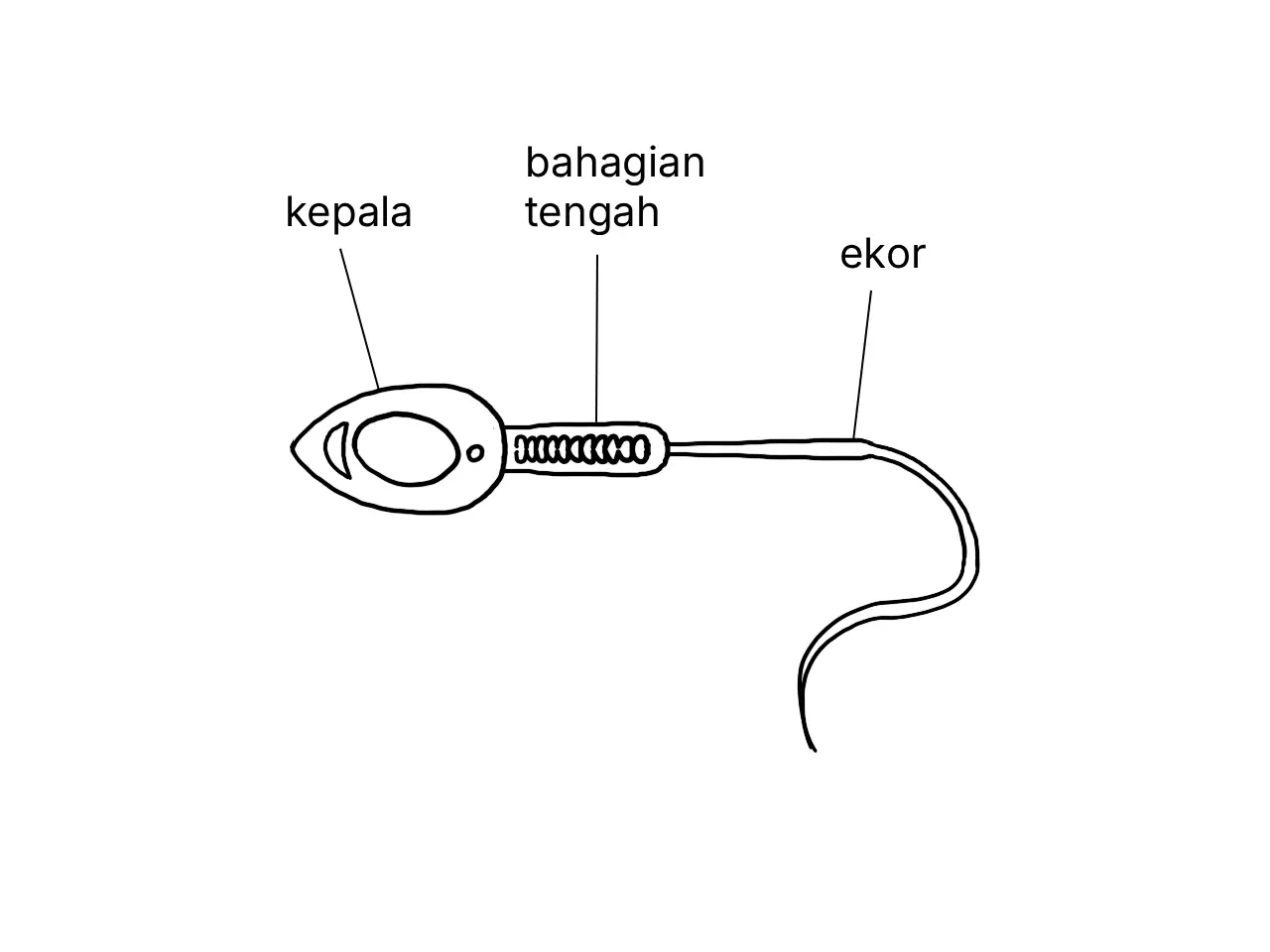 Rajah berlabel menunjukkan struktur sel sperma manusia